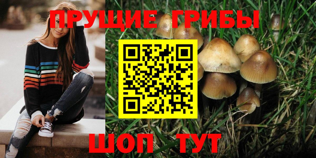 Галлюциногенные грибы Cubensis Саранск
